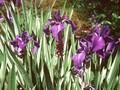 Iris laevigata Variegata Image 1