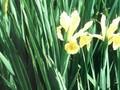 Iris monnieri Image 1