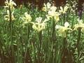 Iris ochroleuca Image 1