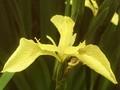 Iris pseudacorus var bastardii Image 1