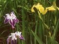 Iris pseudacorus Golden Queen Image 1