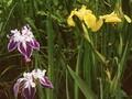 Iris pseudacorus Superba Image 1