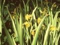 Iris pseudacorus Variegata Image 1