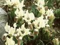 Iris pumila subsp attica Image 1