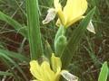 Iris reginae Image 1