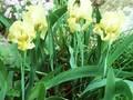 Iris reichenbachii Image 1