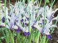Iris reticulata Clairette Image 1