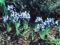 Iris reticulata Harmony Image 1