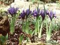 Iris reticulata Jeannine Image 1