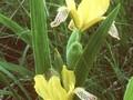 Iris rudskyi Image 1