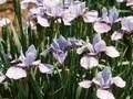 Iris sibirica Sea Shadows Image 1