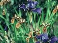 Iris sibirica Silver Edge Image 1