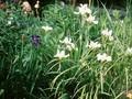 Iris sibirica Weisser Orient Image 1