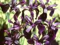 Iris sintenisii Image 1