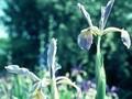 Iris spuria Cambridge Blue Image 1