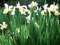 Iris spuria Marilyn Holloway Image 1