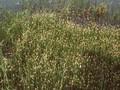 Isolepis acicularis Image 1