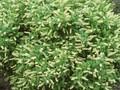 Itea virginica Image 1