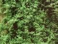 Jasminum beesianum Image 1