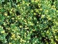 Jasminum fruticans Image 1