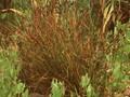 Juncus compressus Image 1