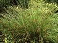 Juncus decipiens Image 1