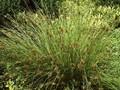 Juncus effusus Image 1