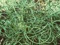 Juncus effusus Spiralis Image 1