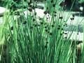 Juncus ensifolius Image 1