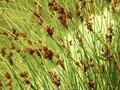 Juncus inflexus Image 1