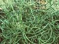 Juncus spiralis Image 1