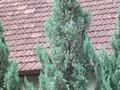 Juniperus chinensis Torulosa Image 1