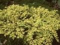 Juniperus communis Nana Aurea Image 1