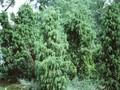 Juniperus communis Oblonga Pendula Image 1