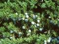 Juniperus conferta Image 1