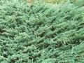 Juniperus horizontalis Image 1