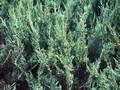 Juniperus horizontalis Alpina Image 1