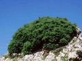 Juniperus horizontalis Andorra Compact Image 1