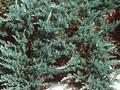 Juniperus horizontalis Blue Chip Image 1