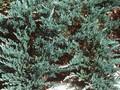 Juniperus horizontalis Blue Moon Image 1