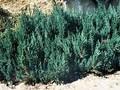 Juniperus horizontalis Grey Pearl Image 1