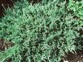 Juniperus horizontalis Turquoise Spreader Image 1