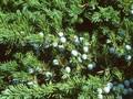 Juniperus litoralis Image 1