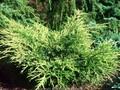 Juniperus media Mordigan Aurea Image 1