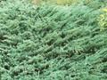Juniperus prostrata Image 1