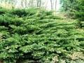 Juniperus sabina Femina Image 1