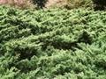 Juniperus sargentii Image 1