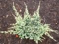 Juniperus squamata Holger Image 1
