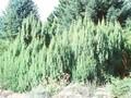 Juniperus squamata Loderi Image 1