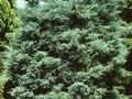 Juniperus virginiana Blue Mountain Image 1